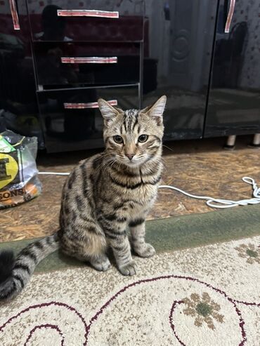 товары для животных: Кот мальчик,1 год леопард.Очень игривый