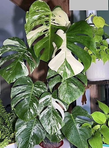 альба: Монстера вариегатная (Monstera deliciosa variegata, «альбо») Здорова — 1