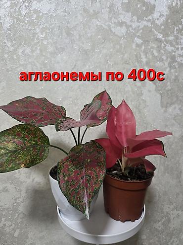 Другие комнатные растения: Оксалис (кислица «бабочка») и композиции из суккулентов - Оксалис с — 7