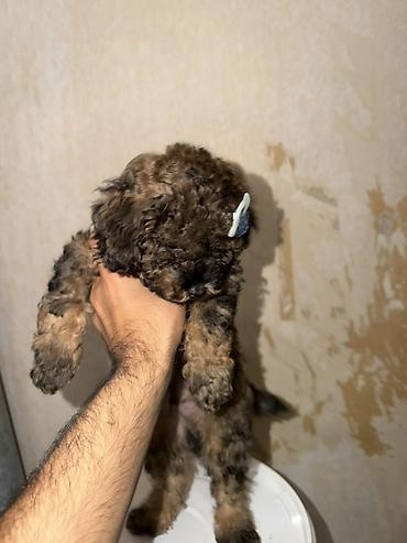 heyvan ve insan seksi: Pudel, 2 ay, Erkək, Peyvəndli, Pulsuz çatdırılma — 5