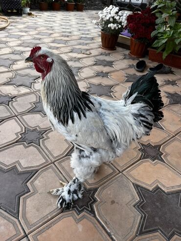 охотничий собака: Продаю | Петух | Брама | Для разведения