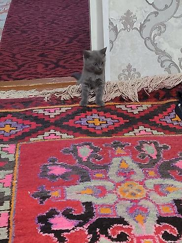 летучая белка: Серый котёнок шотландской породы, с короткой мягкой шерстью и — 2