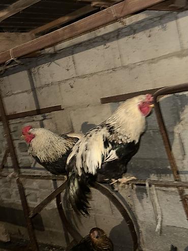 Куры, петухи: Продаю | Куры, Петух | Домашняя | На забой, Для разведения, Несушки — 17