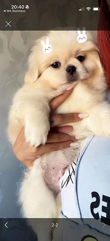 labrador it: Pekines — 4
