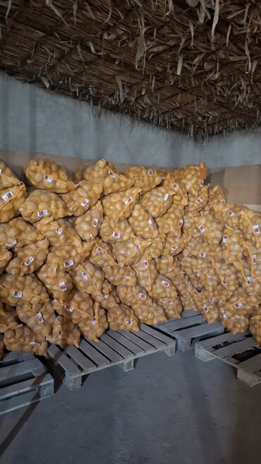 Картошка: Картошка Оптом — 6