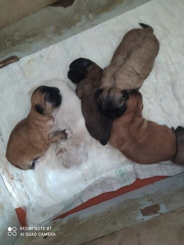it pişik: Pekines, 1 ay, Dişi