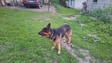 Продажа собак: Немецкая овчарка, 2 года, Самец, С прививкой