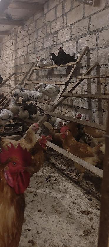 alman afçarkasi: Orjinal ətlik və ildə 300+ yumurta verən lohmanbrovn alman toyuq cinsi — 2