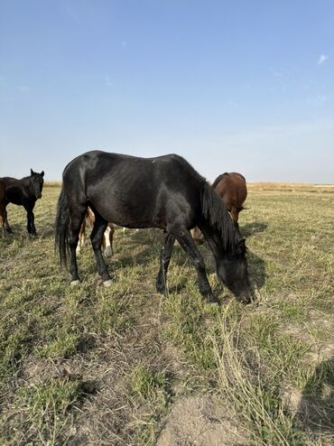 Лошади, кони: Продаю | Жеребенок, Жеребец, Кобыла (самка) | Кара Жорго | Для молока, Для разведения, На забой — 7