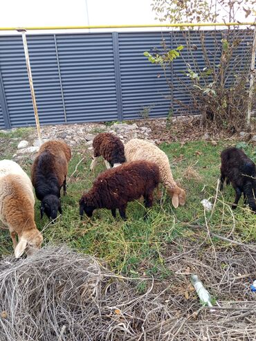 продажа домашних животных: Сатам | Кочкор (эркек) | Арашан | Көбөйтүү үчүн | Жасалма жол менен боозутуу