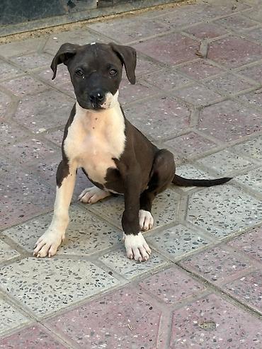 pitbull balaları: Pitbul, 3 ay, Dişi, Peyvəndli, Ünvandan götürmə — 2