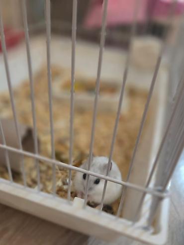 Ağ rəngli xırda hamster üçün tam dəst qəfəs. HƏR ŞEY ÜSTÜNDƏ VERİLİR