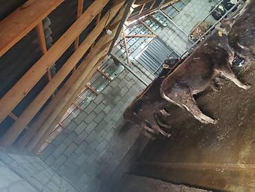 Коровы, быки: Продаю | Бык (самец) | На откорм | Привязанные — 10