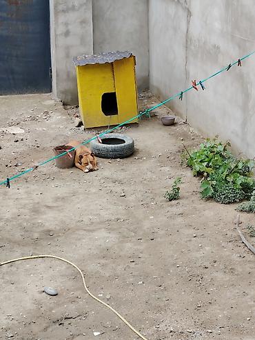 pitbul itləri: Pitbul, 2 il, Erkək, Cütləşmə üçün — 1