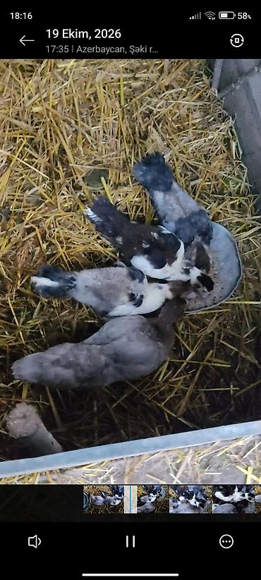 lal ordək balaları: 1 Ay yarımlıq lal ördək balaları satılır
ünvan:şəki çatdırılma var — 3