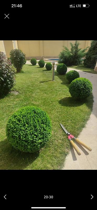 Дворники, садовники: 🌱Я Садовник Стрижка Живой изгородь,самшит,Туи,хвойные растения, Я — 23