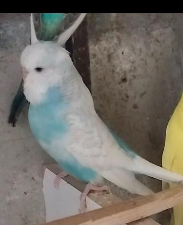 sumqayit papuqay: Məhsul: Dalmatin/quşxana növlü dalmatin yox, dalğalı papuqay — 3