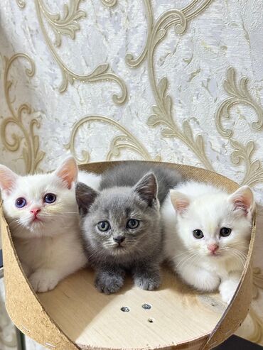 Pişiklər: Şotland yastı qulaq, Erkək, Dişi, Yaxşı əllərə, Ünvandan götürmə, Pulsuz çatdırılma, Ödənişli çatdırılma — 27