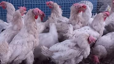 цеплята несушки: Продаю | Куры | Леггорн | Несушки — 2