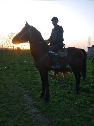 Лошади, кони: Продаю | Конь (самец), Жеребец | Английская, Полукровка | Для разведения, Рабочий, Конный спорт | Племенные — 8