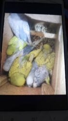 Птицы: Молодежь волнистых папугаев оптом и в розницу)насчёт доставки — 14