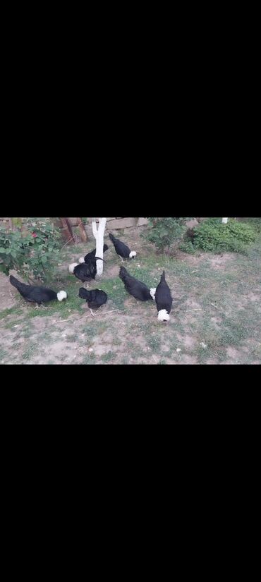 ayam cemani yumurta: Toyuq, Rahibə, Yumurtalıq