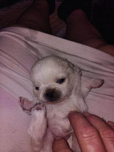 Продажа собак: Щенок декоративной породы, кремово-белый окрас, миниатюрный формат — 7