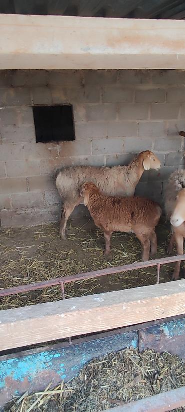 Баран, овца: Продаю | Овца (самка) | Арашан | Для разведения | Матка — 3