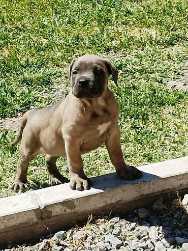 Psi: Kane Korso štenci Odgajivačnica Cane Corso Kennel Heavenly Kingdom FCI na lalafo.rs — 3 Psi: Kane Korso štenci Odgajivačnica Cane Corso Kennel Heavenly Kingdom FCI — 3
