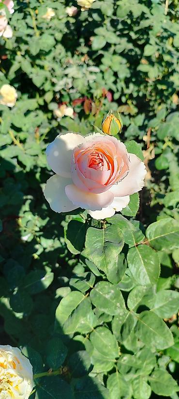 Роза: Саженцы садовых роз (кустарниковые/чайно-гибридные, флорибунда) — — 4