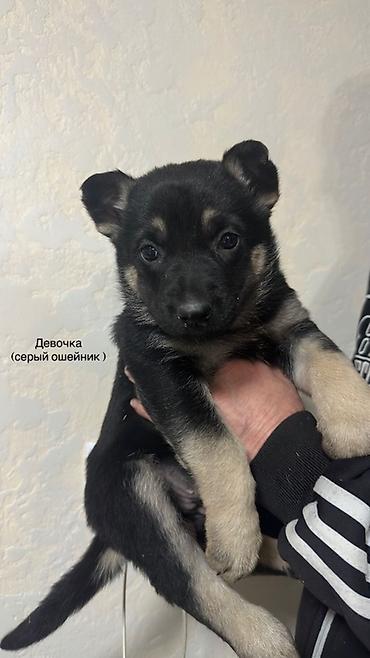 Продажа собак: Щенки ВЕО 1.5 месяца с родословной . Окрас -чепрачный черный с — 2