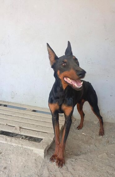 doberman balası: Doberman, 3 il, Erkek, Sənədli, Ünvandan götürmə