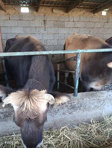 бенгальские кошки бишкек: Продаю | Корова (самка) | На откорм, Для разведения — 2