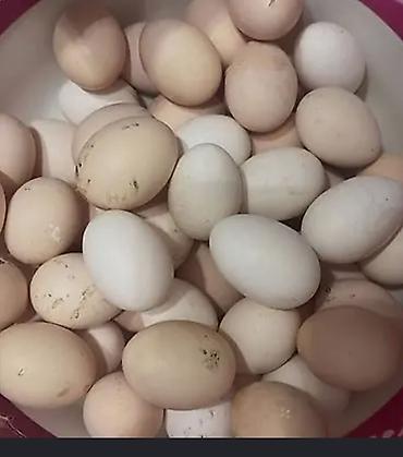 ağ baliq: Brahma cinsi toyuqlar və yumurtaları - Cins: Brahma (ağ-qara “light” — 2
