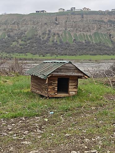 papuqay type 1: Salam it yuvasi satilir birinci şekildeki kimi de sata bileriy yani el — 3