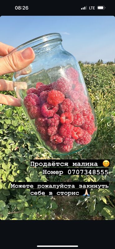 продам масло: Малина Оптом, Самовывоз, Бесплатная доставка