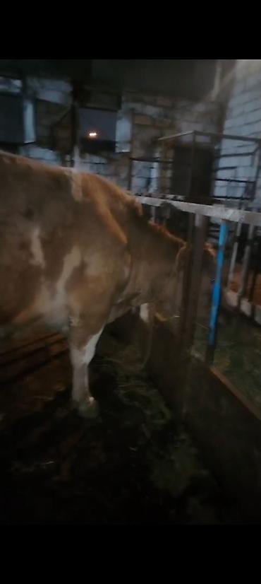 Inəklər, öküzlər: Salam aleykum əziz dosdlar bele bir gözel dogmamiş dügemiz çıxdı -da lalafo.az — 19 Inəklər, öküzlər: Salam aleykum əziz dosdlar bele bir gözel dogmamiş dügemiz çıxdı — 19