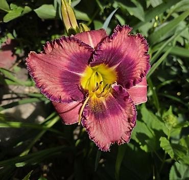 сирень цветы: Лилейник (Hemerocallis), садовая многолетняя форма. Описание: - — 3