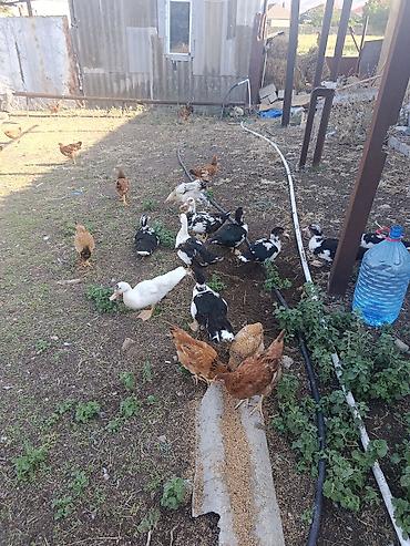 balın kilosu: Cəkisi 2 kilo,3 ayliq heyavndi,damazliq ucun,butun dermanlari — 5