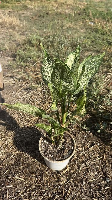 үй гүлдөрү: Аглаонемы декоративные в горшках - Разнообразные сорта с эффектной — 8