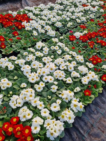 Otaq bitkiləri: 1Gullerin satişi unvanniza odenişli çatrlmada var karistan karpiz — 9