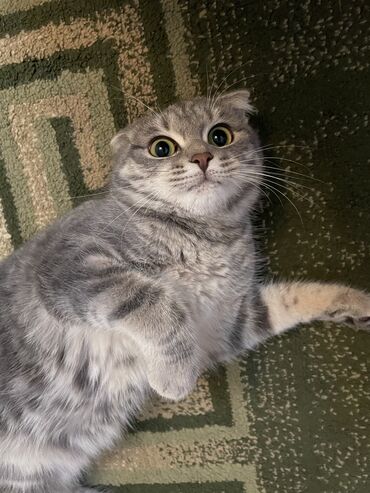 персидский кот цена: Отдам только в хорошие руки Шотландская вислоухая кошка 1годик очень