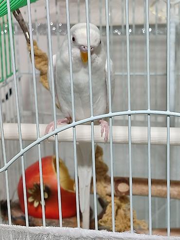 Зоотовары: Клетка и волнистый попугай белого цвета (самка),спокойный не шумитне — 7