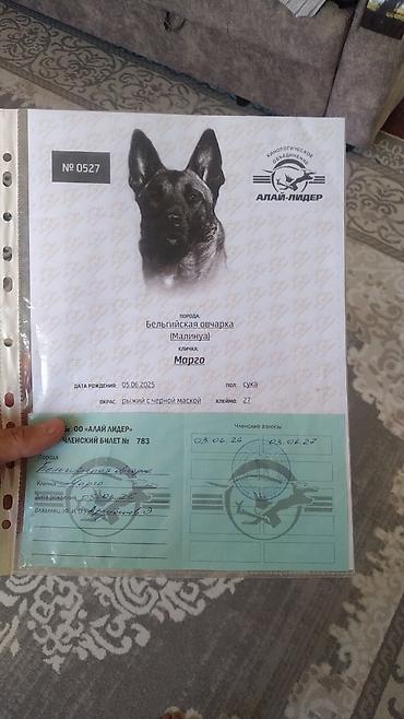 Продажа собак: Щенки бельгийской овчарки малинуа клеймо,документы в наличии.Все 6 — 3