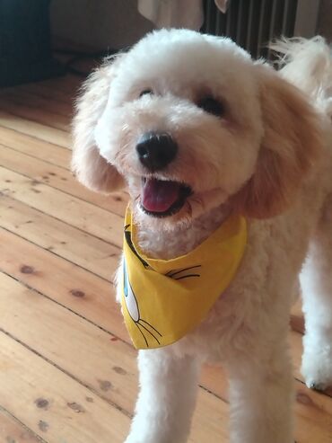 İtlər: Pudel, 8 ay, Erkek, Peyvəndli, Ünvandan götürmə — 6