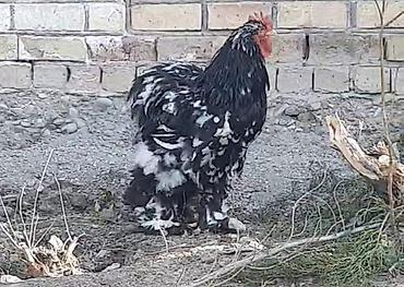 эшек жаныбар: Сатам | Короздор | Брама | Көбөйтүү үчүн — 1