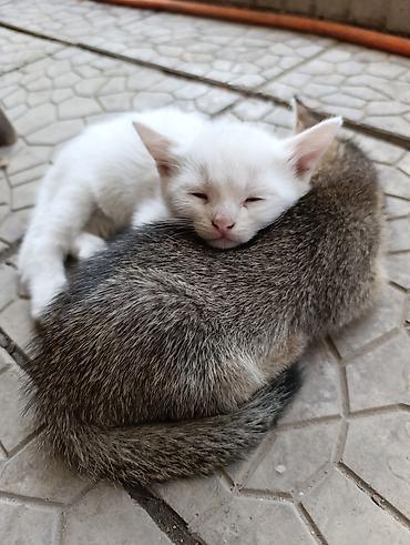 котёнок токмок: Котята в добрые руки.2 месяца.Кушают сами.К лотку приучены — 4
