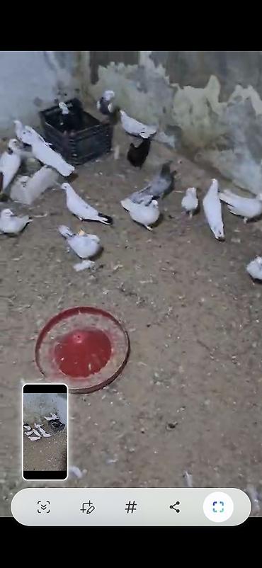 göyercin yuvası: Məhsul: Ev göyərçinləri sürüsü Təsvir: - Şəkillərdə müxtəlif rəng — 8