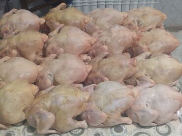 купить суточных цыплят: Продаю мясо чисто домашних бройлерных кур. Выращены на чистом корме