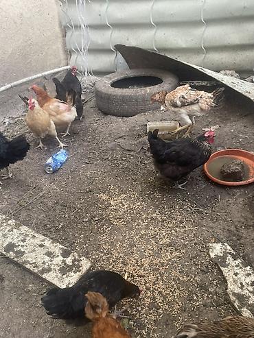 brama toyuqları: Salam 20eded çopla 14 eded yumurtaq toyuqlar hamsı satıram işimle — 1